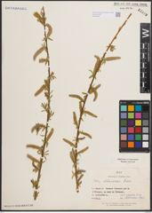 Foto von Salix elbursensis Boiss.
